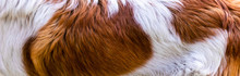 White And Brown Dog Hair