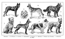 Dogs Collection. Different Types Of Breeds. / Antique Engraved Illustration From From La Rousse XX Sciele 