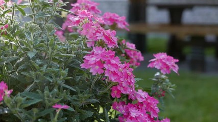 Wall Mural - Beautiful flowers in a summer garden at morning