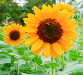 Wall Mural - Beautiful sunflowers blooming in the garden