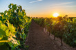 Beautiful view of a vineyard at sunset in Chinon village Loire Valley France