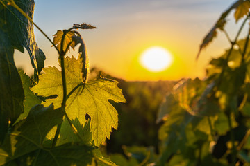 Sticker - Beautiful view of a vineyard at sunset in Chinon village Loire Valley France