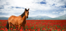 Beautiful Horse In Poppy Field Near Mountains Under Cloudy Sky. Banner Design