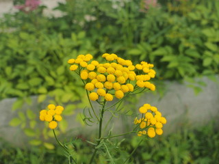 Clusters of small round yellow tansy flowers.