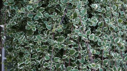 Poster - Slide down of beautiful green decorative plant in a garden