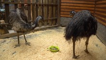 Ostriches In The Zoo Corral Eating Food