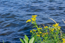 Close Up View Of Yellow Goldenrod (solidago) Wildflowers Blooming Along A North American Lake Shore.