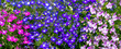 A multi-colored fragile lobelia occupies the entire background. Panorama. Floral background with lobelia. Image stylization on a relief surface.