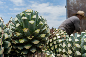 El campesino está al lado de grandes bolas de agave.