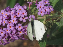Macro Of A White Cabbage Butterfly On A Purple Flower