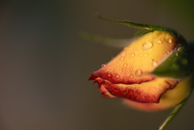 Dew Dappled Yellow Rosebud