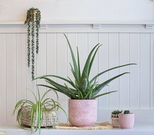 Aloe Vera Plant In White Room
