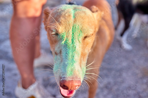 Cuadros en Lienzo Dog posing with dust of colours