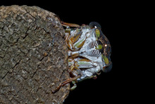 Cicada On A Black Background Macro