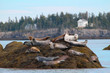 Harbour seals on the Bay of Fundy, New Brunswick, Canada