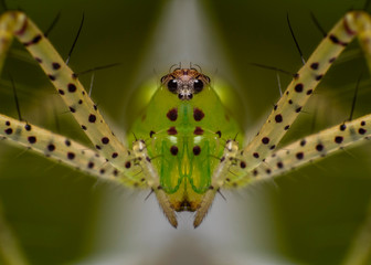 spider macro