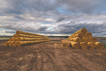 rows of prepared yellow hay rolls against the blue sky in autumn