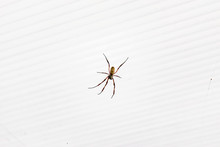 Closeup Shot Of A Brown Recluse Spider On A White Striped Background
