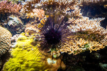 Closeup Shot Of A Sea Urchin On The Coral Reef Background