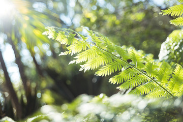 Sticker - Closeup shot of green fern leaves on a blurred background