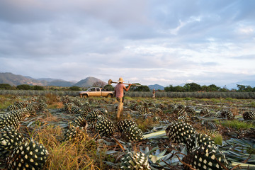 Los campesinos se retiran del campo de agave en donde estaban trabajando.