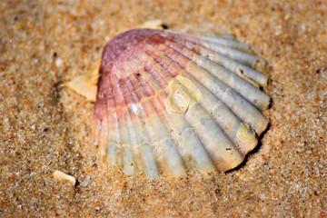 Poster - High angle shot of a sandy beach with a seashell