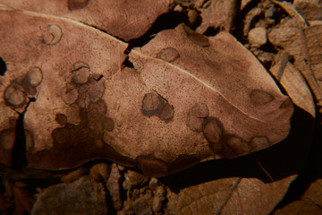 Sticker - Closeup shot of dried leaves and rocks