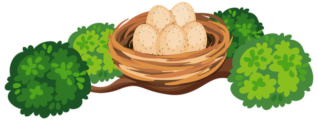 Eggs in the bird nest on tree branch