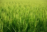 Fototapeta  - ぐんぐん成長する稲、実りの秋まであと少し