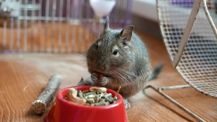 Sticker - Degu squirrel eats food from red bowl