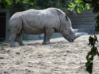 Wall Mural - White rhinoceros in the zoo