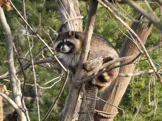 Sticker - Closeup shot of a raccoon on the tree