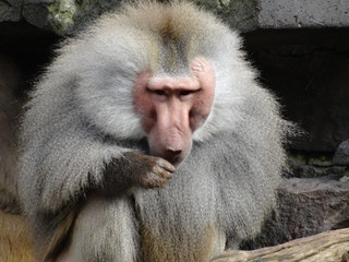 Sticker - Closeup shot of a white baboon