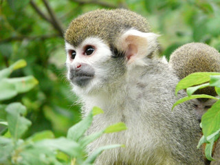 Canvas Print - Closeup shot of squirrel monkey on tree