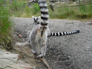 Poster - Closeup shot of lemur in the forest