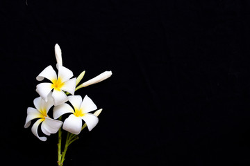 white flowers frangipani local flora of asia in spring season arrangement  flat lay postcard style on background black