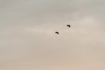 Wall Mural - Silhouette of birds flying in the sky