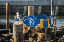 SAN FRANCISCO, UNITED STATES - Nov 20, 2013: Pier 39 With Seagull Sitting On A Wooden Pole And Sea Lions Lying On The Quay