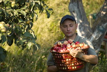 Apple Harvesting. A Man Holds A Basket Of Apples.