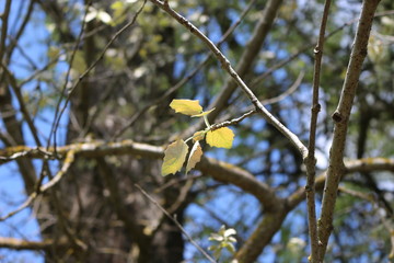 Young fresh leaves appeared on the tree in spring