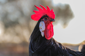 Poster - Closeup shot of a black Minorcan hen on the Balearic Islands, Spain