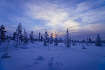 Wall Mural - Winter landscape. Forest, cloudy sky, sunset over snow-covered forest.