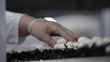 © spocktv - Farmer picks white champignon mushrooms.Champignon production farm. Shelves rows of beds. Shampion grown mushrooms. Modern agriculture