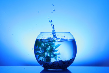 Splash of water in round fish bowl with decorative plant and pebbles on blue background