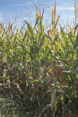 Canvas Print - Vertical shot of cornfield with a clear sky background