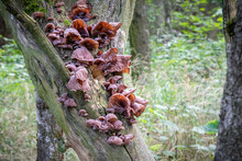 Edible Mushrooms Known As Jews Ear Or Wood Ear