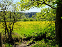 Beautiful Scenery Of A Field Of Yellow Wildflowers Surrounded By A Lot Of Trees