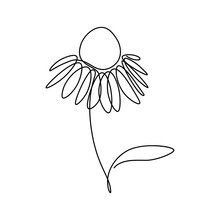 Echinacea Flower In Continuous Line Art Drawing Style. Coneflower Minimalist Black Linear Design Isolated On White Background. Vector Illustration