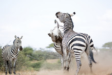 Zebras (Equus Quagga) Fighting Near A Water Hole - Kenya	