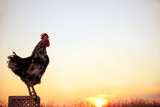 Fototapeta Zwierzęta - Big domestic rooster on wooden stand at sunrise, space for text. Morning time
